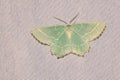 Geometridae moth Royalty Free Stock Photo