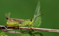 Close-up of a green gille sitting sideways on a blade of grass, waiting in nature against a green background Royalty Free Stock Photo