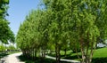 Close-up of green graceful foliage Bald Cypress Taxodium Distichum swamp, white-cypress, gulf or tidewater red cypress Royalty Free Stock Photo