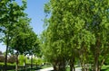 Close-up of green graceful foliage Bald Cypress Taxodium Distichum swamp, white-cypress, gulf or tidewater red cypress