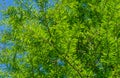 Close-up of green graceful foliage Bald Cypress Taxodium Distichum swamp, white-cypress, gulf or tidewater red cypress Royalty Free Stock Photo
