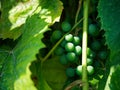 A close-up of green grapes on a vine, unripe and bathed in sunlight, suggesting early stages of growth Royalty Free Stock Photo