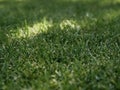 Close-up green grass background texture, green lawn pattern and texture background. Royalty Free Stock Photo