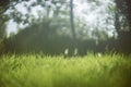 Close up green grass Beautiful nature background,selective focus ,blurred background, sunlight from natural,filtered image Royalty Free Stock Photo