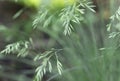 Close-up of green grass on a blurred background in the garden. creeping insect on a branch.