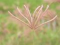 Close up of green grass of Chloris virgata plants in garden with blurred background ,macro image ,sweet color for card design