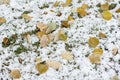 Close-up of green grass covered with first snow and fallen yellow leaves. Autumnal colorful background, fall light and Royalty Free Stock Photo
