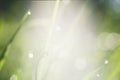 Close-up of green grass with dew drops at dawn out of focus, natural blurred background Royalty Free Stock Photo