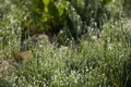 Close-up of green grass with dew drops glisten on blades Royalty Free Stock Photo