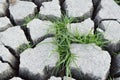 Green grass on dry crack soil Royalty Free Stock Photo