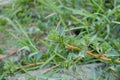 Green grass on dry crack soil Royalty Free Stock Photo