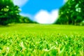 Close up green grass field with blur park background,Spring and Royalty Free Stock Photo