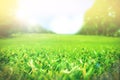 Close up green grass field with blur park background,Spring and Royalty Free Stock Photo