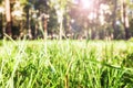 Close up green grass field with blur park background Royalty Free Stock Photo