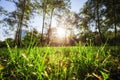 Close up green grass field with blur park background Royalty Free Stock Photo