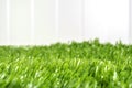 Close up Green grass field at white fence in backyard ,garden,nature background. Royalty Free Stock Photo