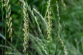 Close-up of green grass flowers in a meadow, shallow depth of field, selective focus Royalty Free Stock Photo