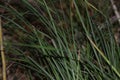 Close up of a green grass in the forest, selective focus Royalty Free Stock Photo