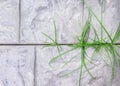 Green grass growing on cracked floor top view background Royalty Free Stock Photo