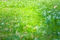 Close up green grass lawn background after cutting the grass with lawn mower. Royalty Free Stock Photo