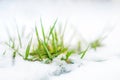 Close-up of green grass sprout through snow cover. Beginning of spring. End of Winter. Nature awakening concept