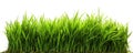 Close up green grass swath on a transparent background