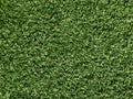 Close up green grass texture for background, fresh lawn Royalty Free Stock Photo