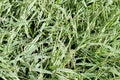 Close-up green grass texture. Grass field .Sharp leaves.