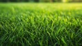 Close up of green grass, texture of natural green lawn garden