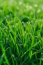 Close up of green grass, texture of natural green lawn garden