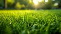 Close up of green grass, texture of natural green lawn garden