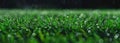 A close up of green grass with water droplets Royalty Free Stock Photo