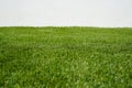 Close up of green grass with white background Royalty Free Stock Photo
