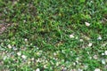 Close up of Green grass yard lawn with Small pebble rocky stones with Tilt-Shift effect camera