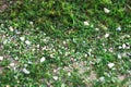 Close up of Green grass yard lawn with Small pebble rocky stones