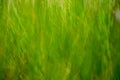 Close Up of Green Grasses Blowning In The Wind Royalty Free Stock Photo