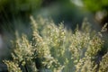 Close-up of green grasses with seeds - symbolic for hay fever (allergic coryza)