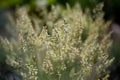 Close-up of green grasses with seeds - symbolic for hay fever (allergic coryza)