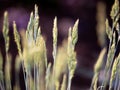 Close-up of green grasses with seeds - symbolic for hay fever (allergic coryza)