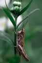 Close-up of a green grasshopper. Grasshopper on the grass.