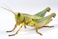 Green Grasshopper Isolated on White Background, Generative AI