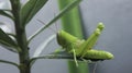 Close up of a green grasshopper on a leaf