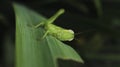 Close up of a green grasshopper on a leaf