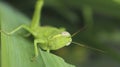 Close up of a green grasshopper on a leaf