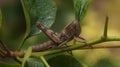 Close-up of Green Grasshopper on Leaf in Nature Royalty Free Stock Photo