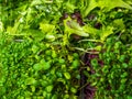 Close up green greenery background, lettuce, spinach, microsprouts Royalty Free Stock Photo