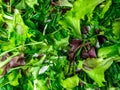 Close up green greenery background, lettuce, spinach, microsprouts Royalty Free Stock Photo