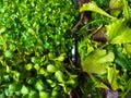 Close up green greenery background, lettuce, spinach, microsprouts Royalty Free Stock Photo