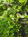 Close up green greenery background, lettuce, spinach, microsprouts Royalty Free Stock Photo