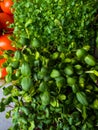 Close up green greenery background, microsprouts, fibre and vitamin vegetarian health food with tomatoes Royalty Free Stock Photo